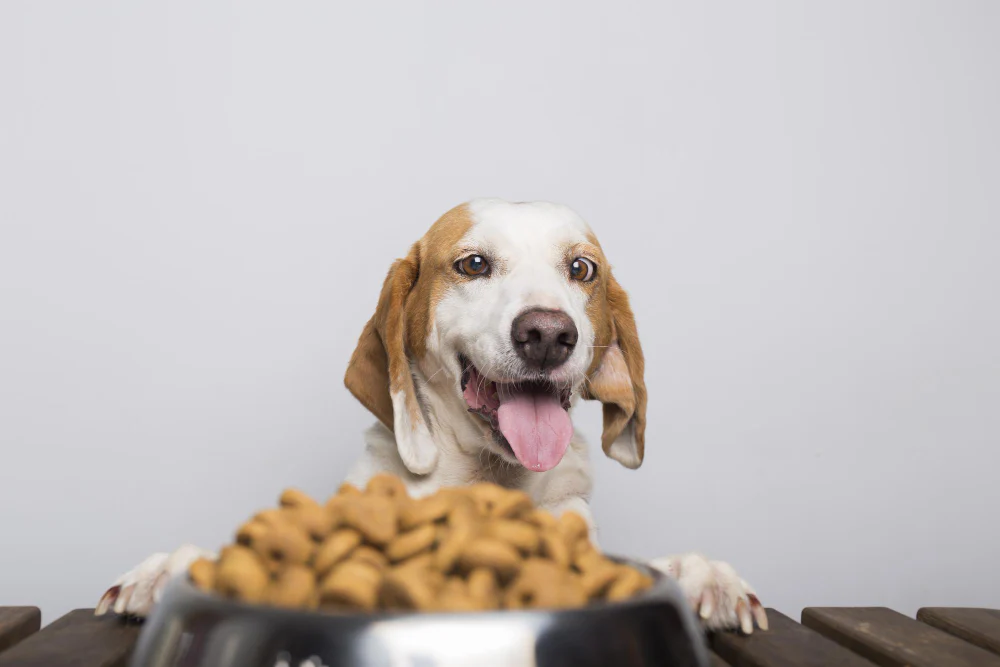Is Nature’s Blend Dog Food Canada Worth the Price?